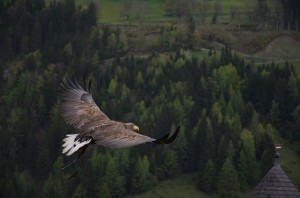 systemische Organisationsberatung, systemische Organisationsentwicklung, systemisch