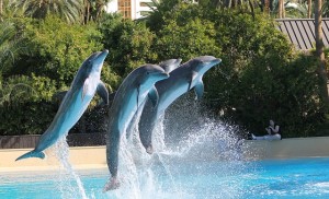systemische Organisationsberatung, systemische Organisationsentwicklung, systemisch